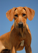 chiot rhodesian ridgeback