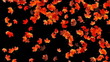 Maple leafs falling background, Alpha Channel