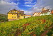 Vineyard after Rain