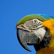Portrait eines Ara (Ara Ararauna)