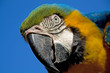 Portrait eines Ara (Ara Ararauna)