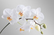 Orchidee Orchidee