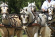 pony - kutsche - vierergespann