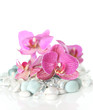 Orchid laying on stones