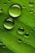 Water drops on fresh green leaf
