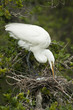 White Heron with Eggs