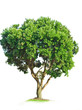 isolated Tree