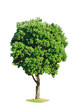 isolated Tree