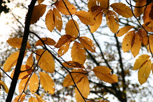 Autunno 3 Autunno 3