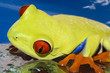 Red eyed tree frog