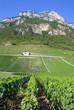 Vignoble de savoie