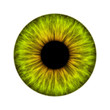 iris