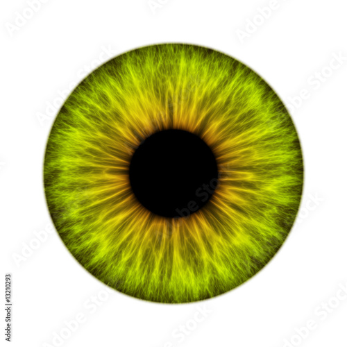 Illustration: iris iris