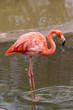 Pink Flamingo