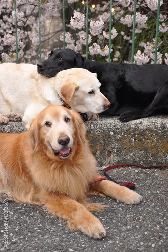Golden retriever et deux labradors dressés
