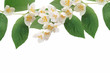 jasmine background