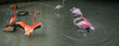 Flamingos im Angriff