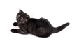 Cute black britain kitty isolated on white background. Cute black britain kitty isolated on white background.