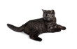 Adorable small black kitty isolated on white background. Adorable small black kitty isolated on white background.