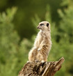 Meercat