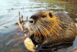 Nutria - Biberratte