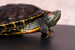 Water Turtle