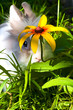 Bunny is hiding behind the flower Bunny is hiding behind the flower
