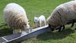 Young lamb feeding with parents
