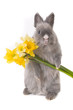 Funny bunny with bouquet of yellow narcissus Funny bunny with bouquet of yellow narcissus