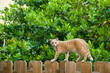 Cat on the fence