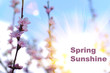 Card of cherry tree branch beyond the sun