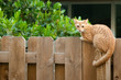 Cat on the fence