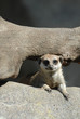 Peekaboo Meerkat