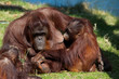 mother and baby orangutan