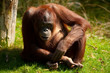 cute orangutan