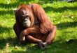 cute orangutan