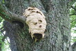 Hornissennest1