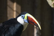 Toucan bird Toucan bird
