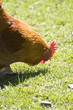 Hen