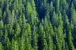 Pine trees Pine trees