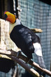 Toucan Toucan