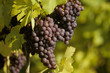Trollinger Trauben - Grapes