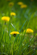 Dandelions