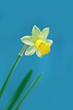 narcissus