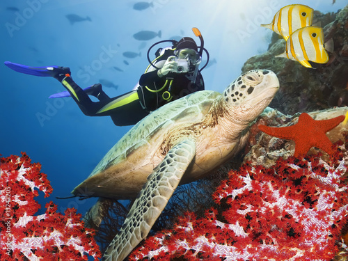 Photo: Green turtle underwater Green turtle underwater