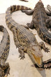 Crocodile