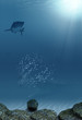 under the sea