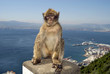 Monkey at Gibraltar Monkey at Gibraltar