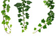 three different green ivy twigs isolated on a white background