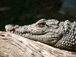 Foto: Nilkrokodil zeigt Zähne Nilkrokodil zeigt Zähne